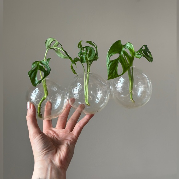Plant Propagation Glass Bubble Vase Decor - Picture 4 of 6